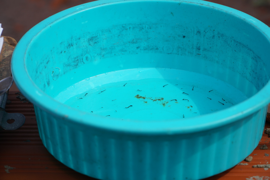 Foto: Rian Lacerda - 