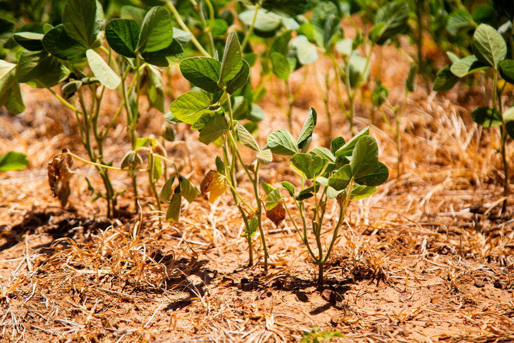 Foto: Beto Albert (Arquivo Diário) - 