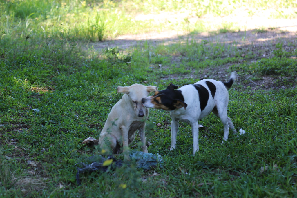 Foto: Rian Lacerda (Diário) - 