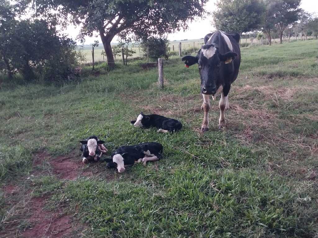 Foto: Carlos Rodrigo Do Couto (arquivo pessoal) - Vaca da propriedade deu à luz três terneiros da mesma gestação: duas fêmeas e um macho.