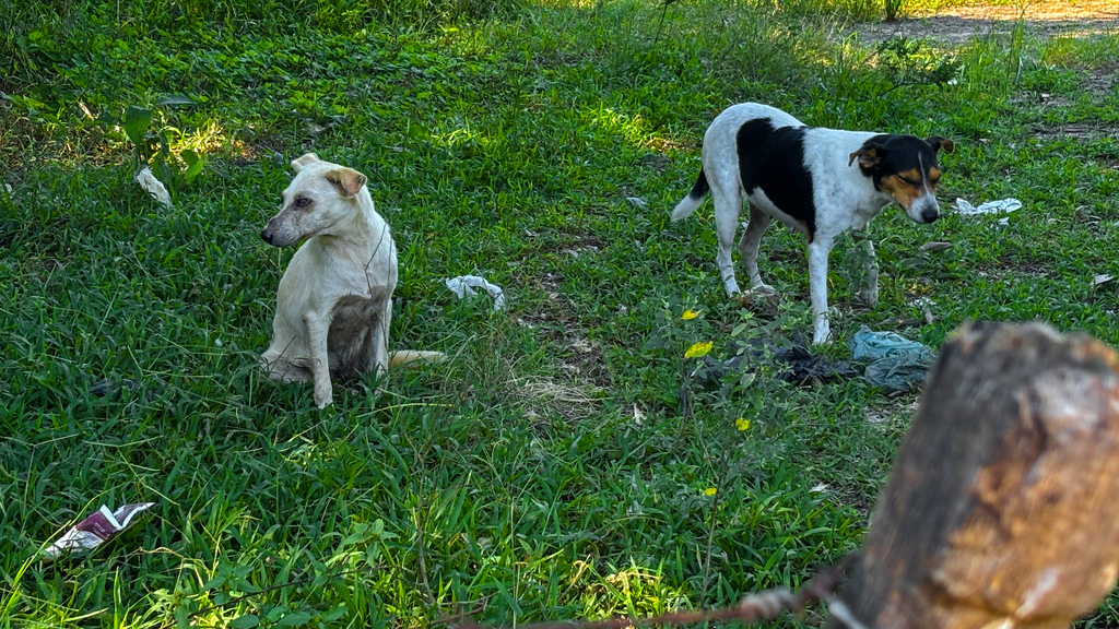 Cadelas abandonadas na zona leste de Santa Maria são resgatadas e recebem lar temporário