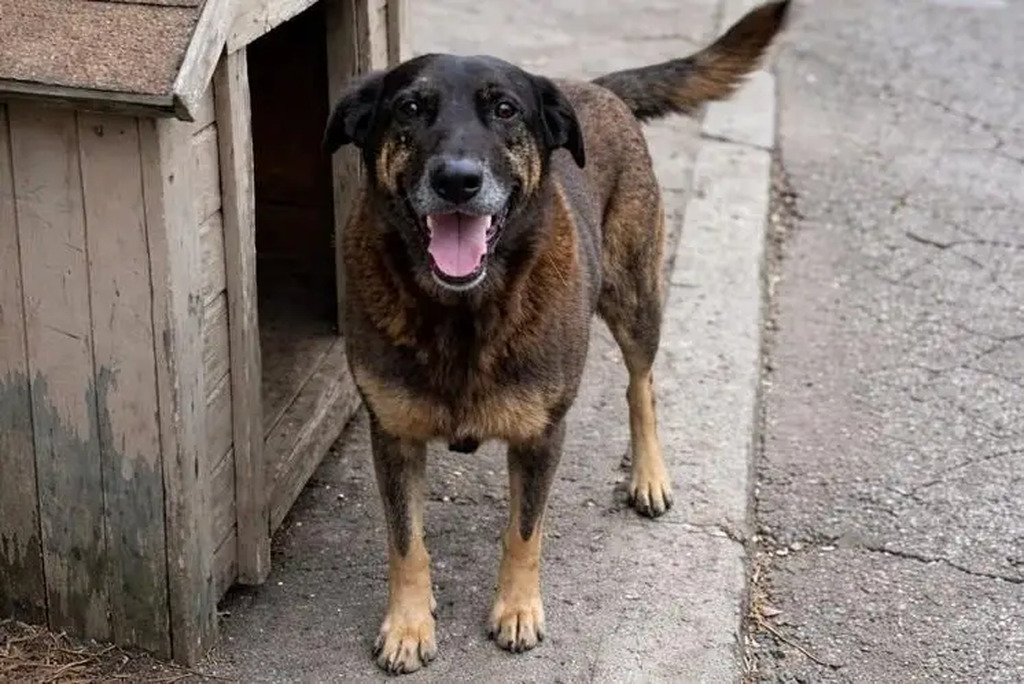 Caso Orelha: especialistas falam sobre o papel das medidas socioeducativas em atos violentos envolvendo adolescentes