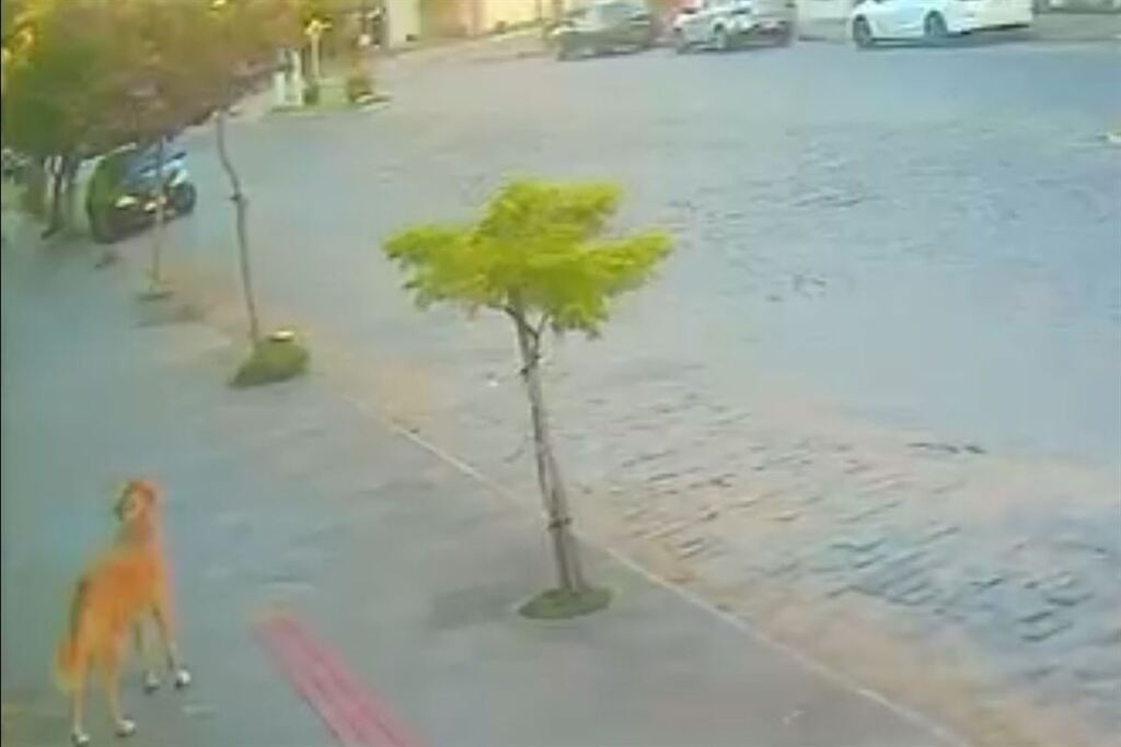 VÍDEO: Imagens mostram momentos antes de cão comunitário desaparecer em cidade da região