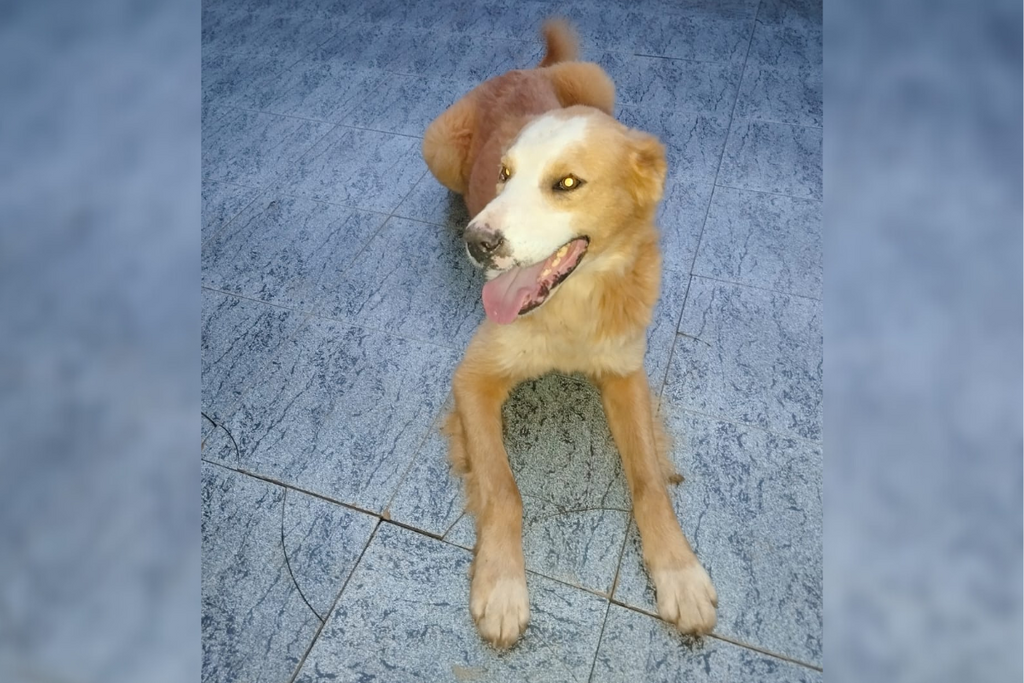 título imagem Polícia Civil ouve suspeito em investigação sobre cão comunitário desaparecido em Agudo