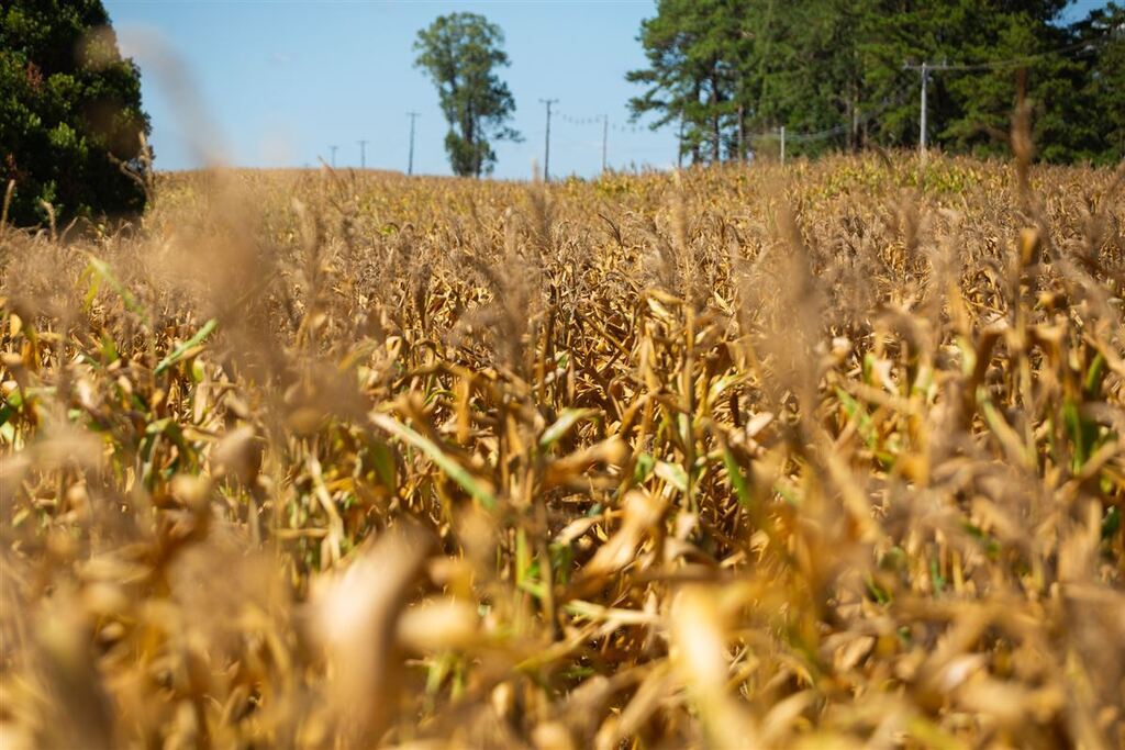 Júlio de Castilhos decreta situação de emergência por 180 dias devido à estiagem