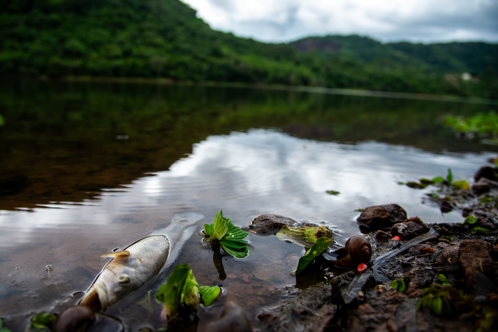Peixes aparecem mortos na barragem do DNOS e caso é investigado pela Fepam em Santa Maria