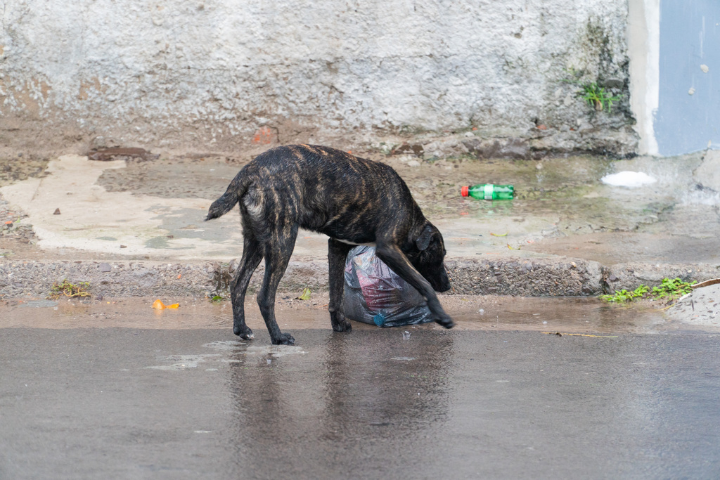 Santa Maria tem uma das 62 delegacias do Estado com setor para investigar maus-tratos a animais