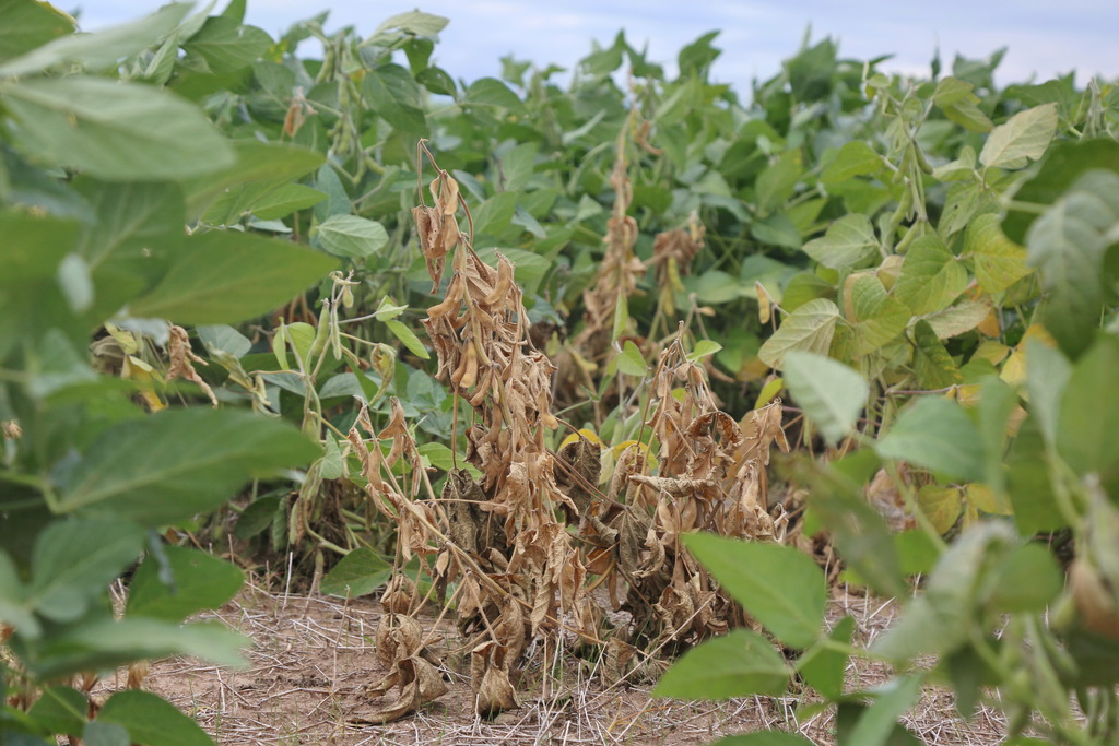 Foto: Pedro Piegas (Arquivo Diário) - 