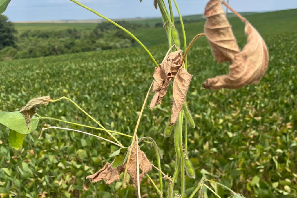 Tupanciretã, maior produtor de soja do Estado, decreta emergência após estiagem