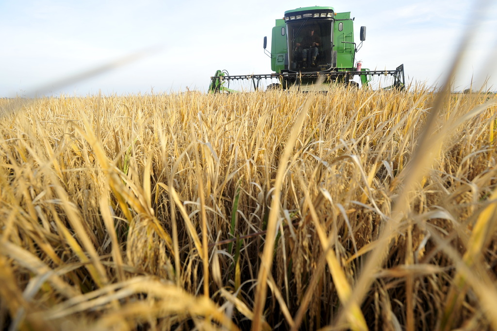 Federarroz entrará com ações judiciais contra fraudes no arroz; Conab garante verbas de apoio a produtores