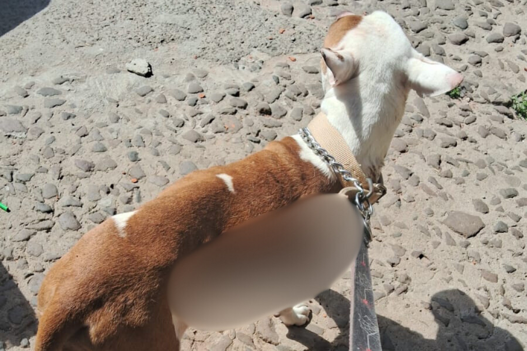 Cadela que sobreviveu a incêndio em Santa Maria precisa de doações para tratar queimaduras