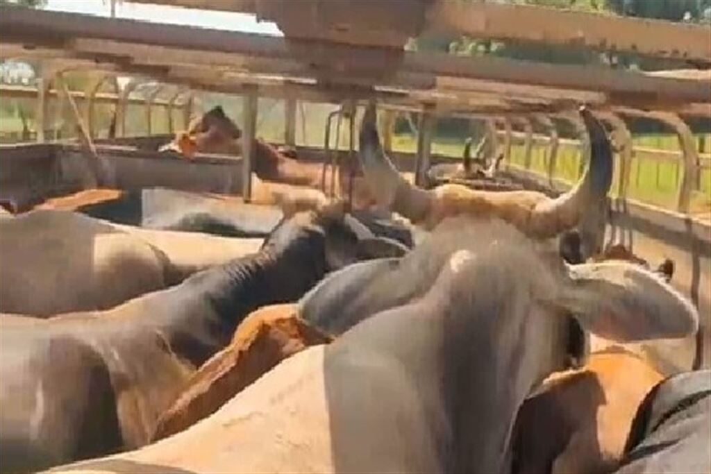 Caminhão com 37 bovinos é flagrado sob sol forte e gera suspeita de maus-tratos em município da região
