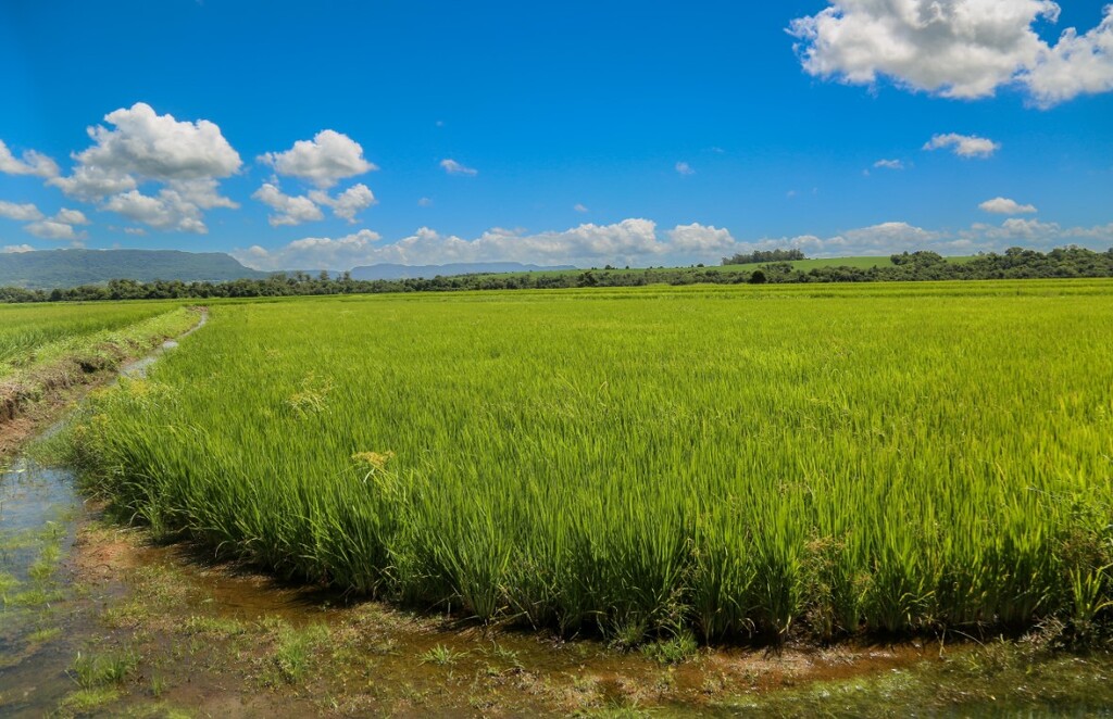 Foto Vinicius Becker - No arroz (foto), a previsão é de safra cheia na região de Santa Maria e pequena perda no Estado. Já na soja, prejuízo será maior.