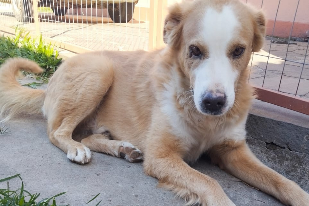 Cão comunitário que havia desaparecido há mais de um mês é encontrado sem vida