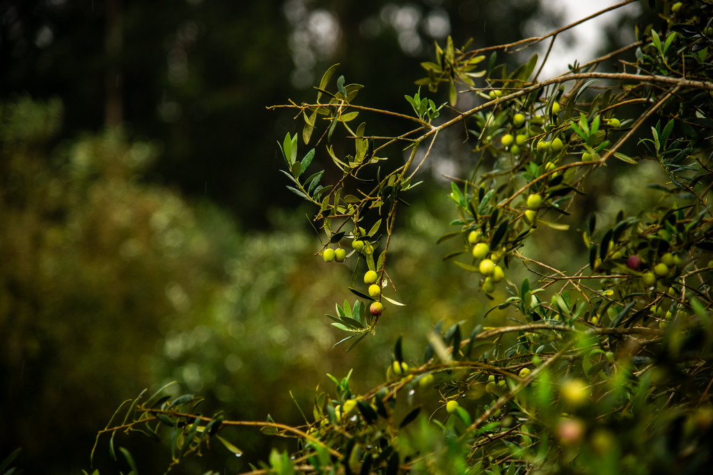 Produção de oliveiras deve alcançar safra recorde na região central do RS em 2026