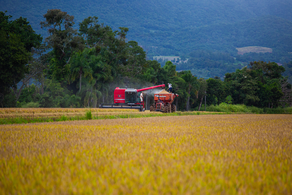 Foto: Nathalia Schneider (Arquivo Diário) - 