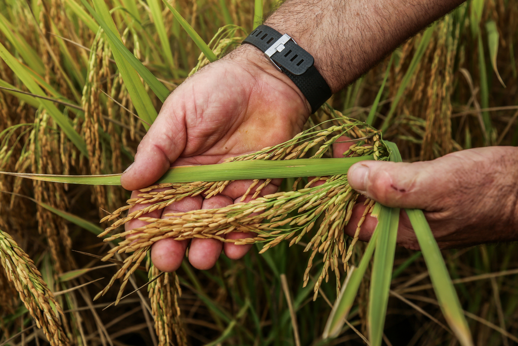 Foto: Rian Lacerda (Diário) - O Rio Grande do Sul, responsável por cerca de 70% da produção nacional, registra redução na área plantada de arroz diante de custos elevados e dificuldades no setor
