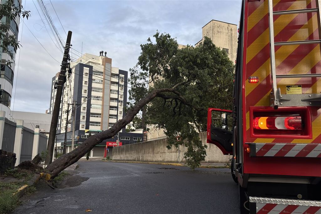Árvore cai e causa bloqueio total do trânsito em rua de Santa Maria