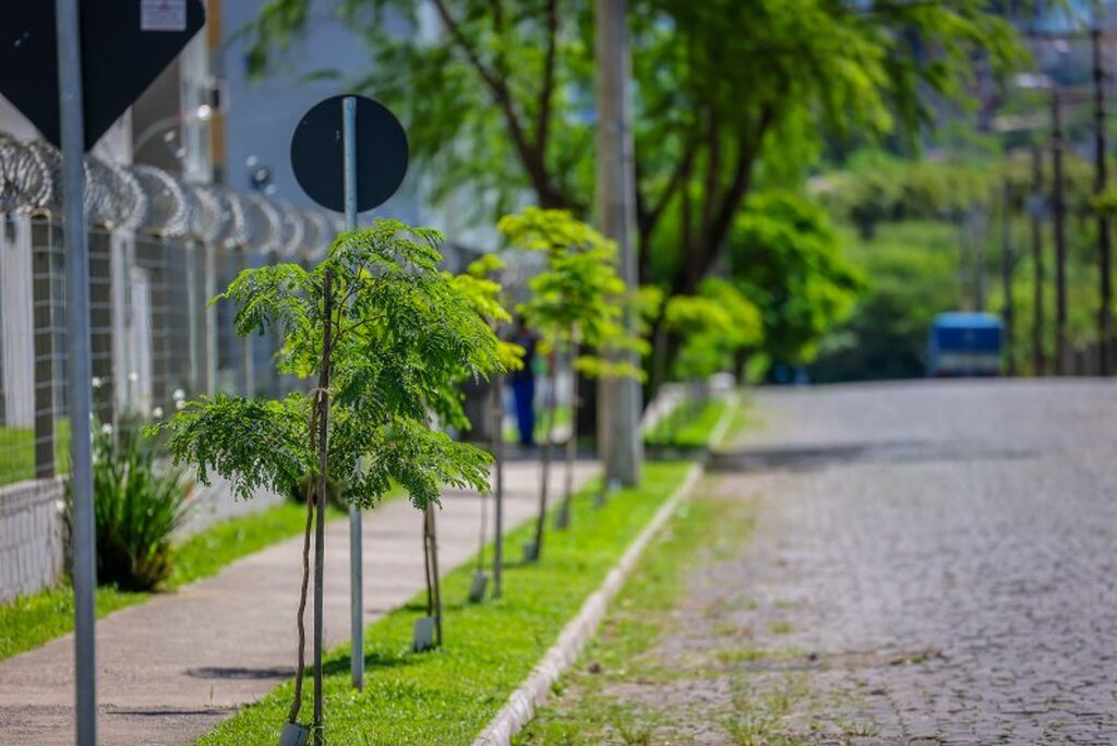 Foto: Guilherme Brum (PMSM) - 