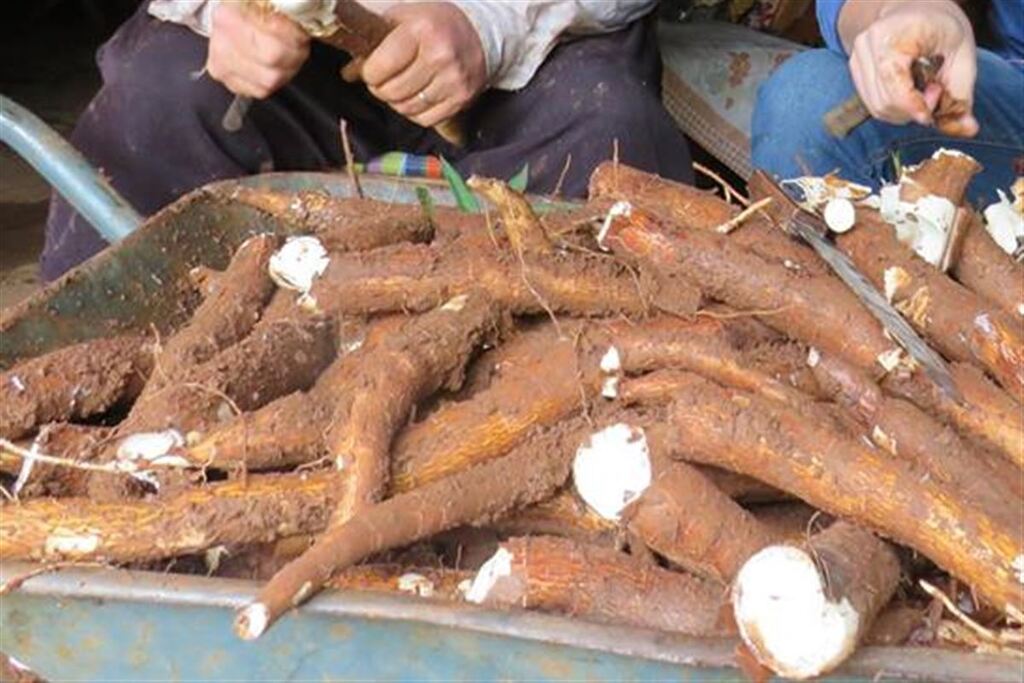 Produtores rurais relatam série de furtos de mandioca em quatro propriedades no interior de Restinga Sêca