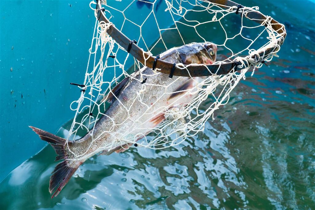 34° edição da Feira do Peixe Vivo inicia nesta terça com preços menores que 2025 e expectativa de aumento nas vendas