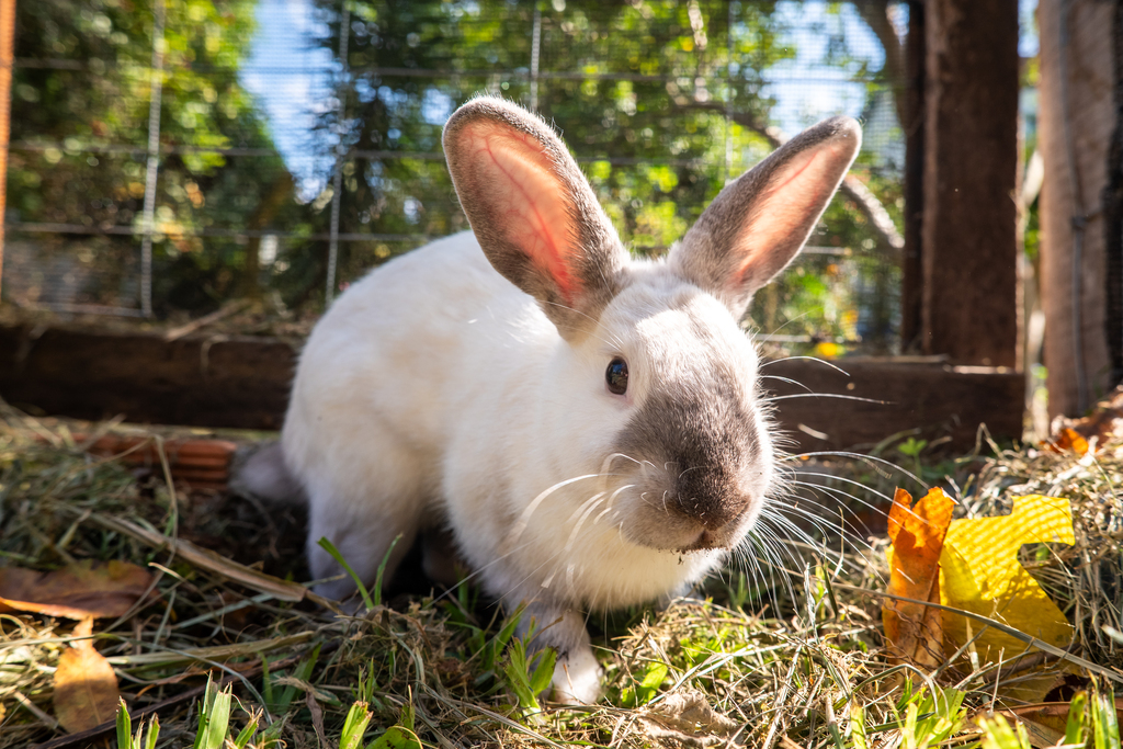 Coelho de Páscoa: símbolo popular ganha diferentes significados entre religiões