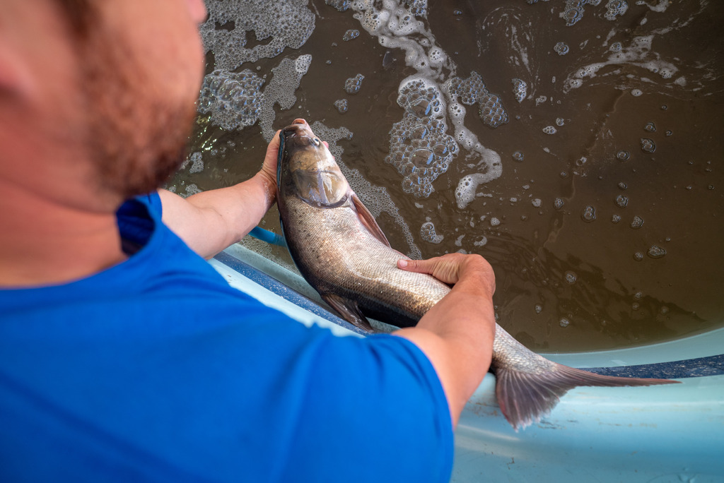 Foto: Vinicius Becker (Diário) - O consumo de peixe movimenta a economia de Santa Maria durante a Semana Santa