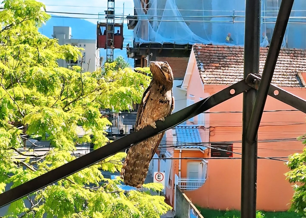 Foto: Sergio Cechin (Reprodução) - 