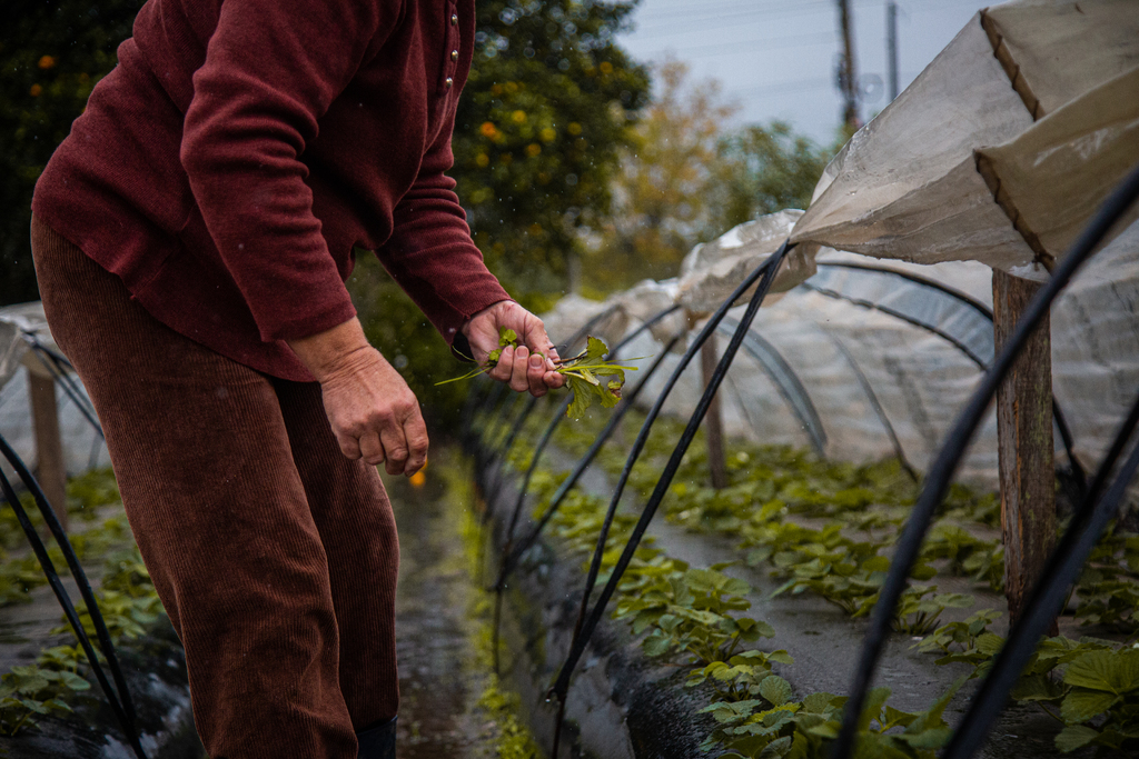 Chuva não deve causar grandes prejuízos à safra se tempo estabilizar nos próximos dias, avalia chefe regional da Emater
