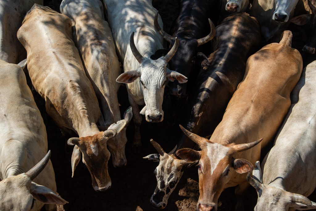 Foto: Vinicius Becker (Diário) - 