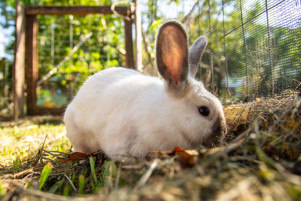 Foto: Vinicius Becker (Diário) - 