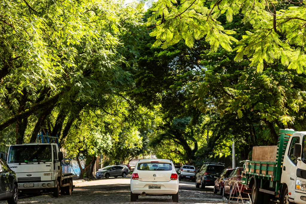 Calçada Verde: saiba como solicitar o plantio gratuito de árvores em frente à sua casa