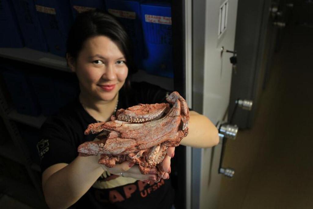 Foto: Rodrigo Temp Müller - A pesquisa sobre o fóssil da nova espécie de rincossauro foi desenvolvida como parte da dissertação de mestrado de Jeung Hee Schiefelbein.