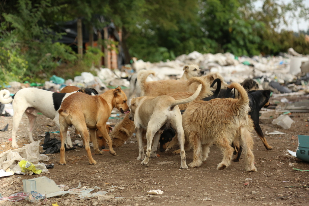 Ministério Público de Santa Maria é acionado por abandono de animais no Km 2
