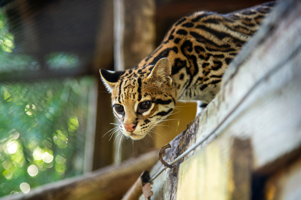 Fotos: Vinicius Becker (Diário) - A jaguatirica (Leopardus pardalis) é um felino de porte médio, considerada a terceira maior espécie das Américas. Na foto, a fêmea acompanha atenta tudo o que acontece ao redor do recinto.