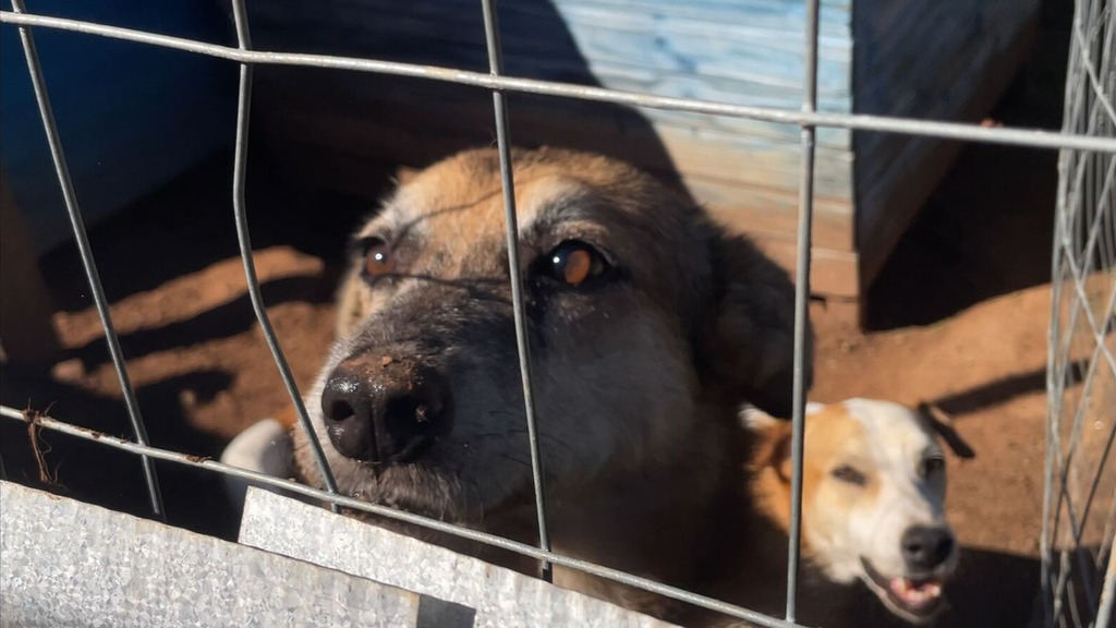 Foto: Divulgação - O processo de adoção será feito mediante cadastro, com o objetivo de garantir responsabilidade e evitar novos casos de abandono.