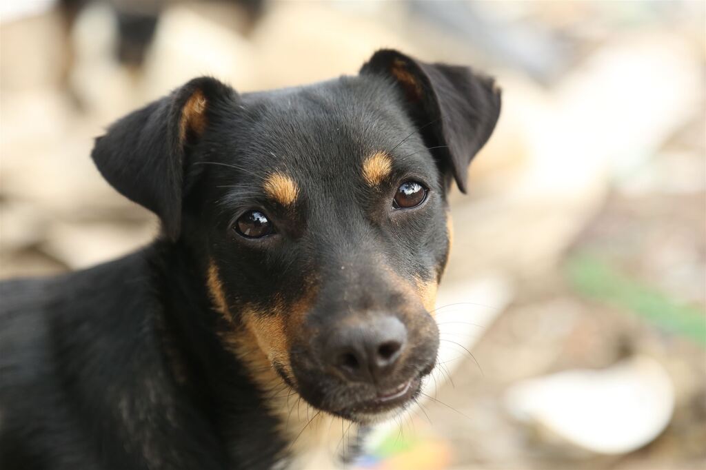 Foto: Rian Lacerda (Diário) - 