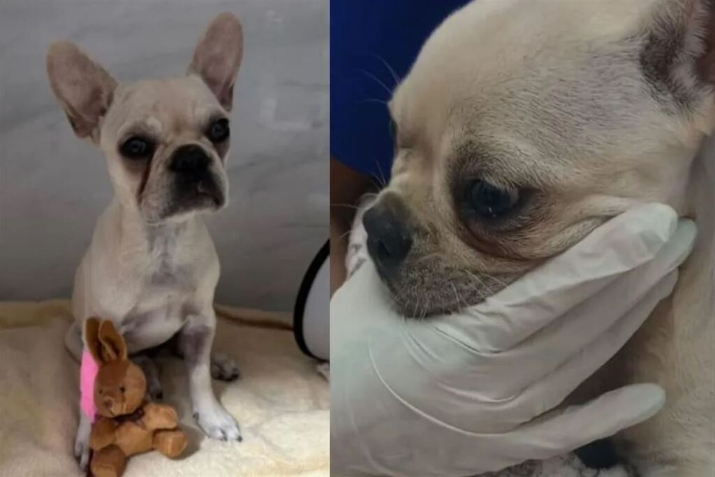 Filhote de buldogue francês é internada após ingerir mais de 55 pedras de crack em SC