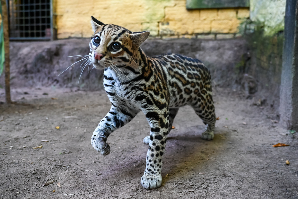 Foto: Vinicius Becker (Diário) - A fêmea, que agora leva o nome de Teodora, tem pouco mais de um ano e é acostumada com o contato humano.