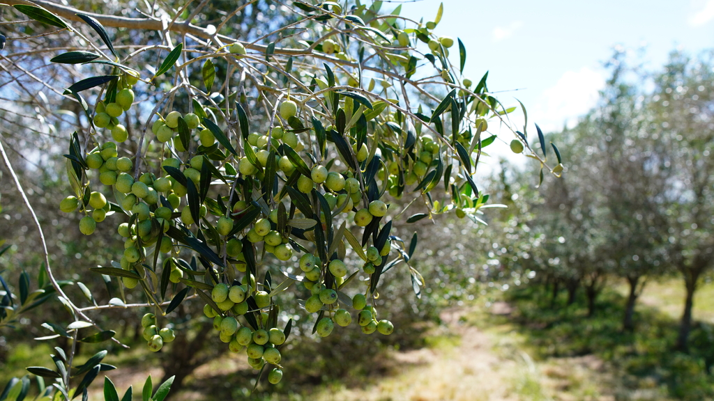 4ª Festa Nacional do Azeite de Oliva ocorre em maio em Caçapava do Sul; confira as atrações