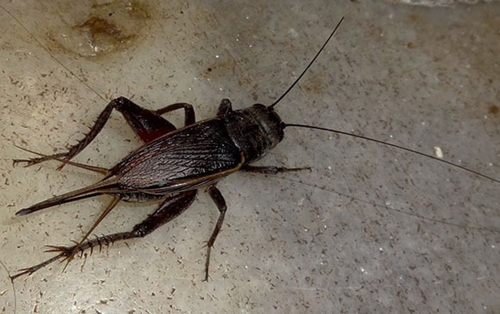 Grilos por toda parte: fenômeno chama atenção e intriga moradores em Santa Maria