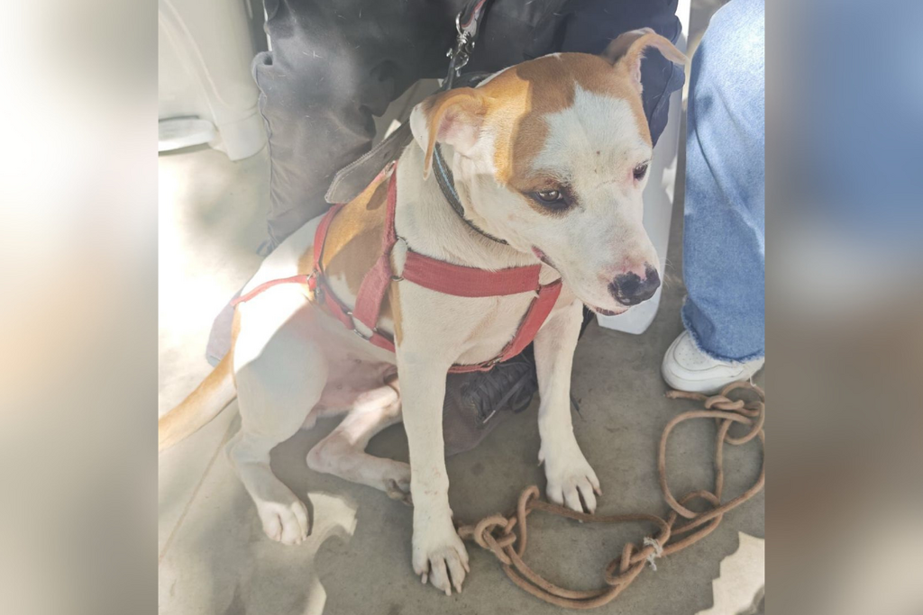 Cão de grande porte se solta de dono, ataca outro animal e fere policial em Santa Maria