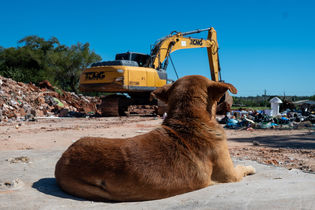 Fotos: Vinicius Becker (Diário) - Animais seguem soltos na área enquanto obra de readequação do espaço está em andamento