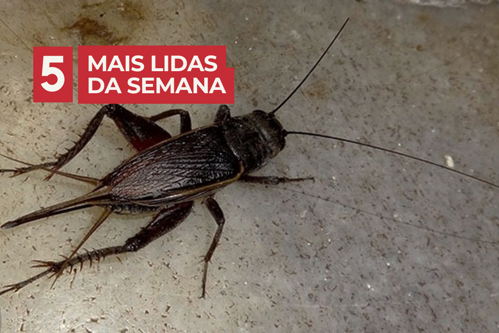 Foto: Reprodução - 