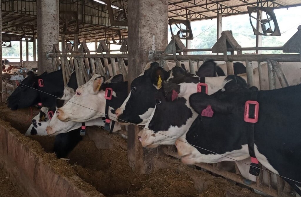 Santa-mariense Cowmed já monitora 950 mil vacas em sete países e planeja expansão na América do Sul