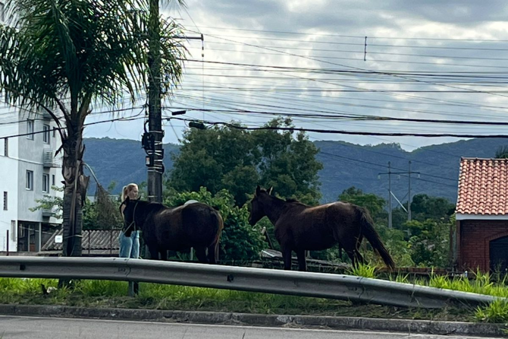 Mulher laça cavalos soltos em canteiro da Faixa Velha de Camobi para evitar acidentes