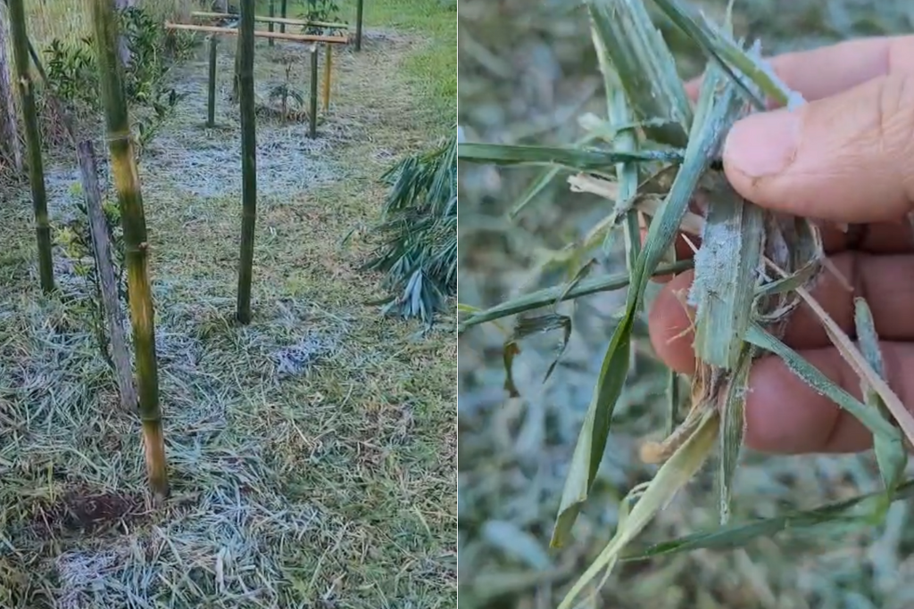 VÍDEO: Santa Maria e região têm primeiros sinais de geada nesta segunda-feira