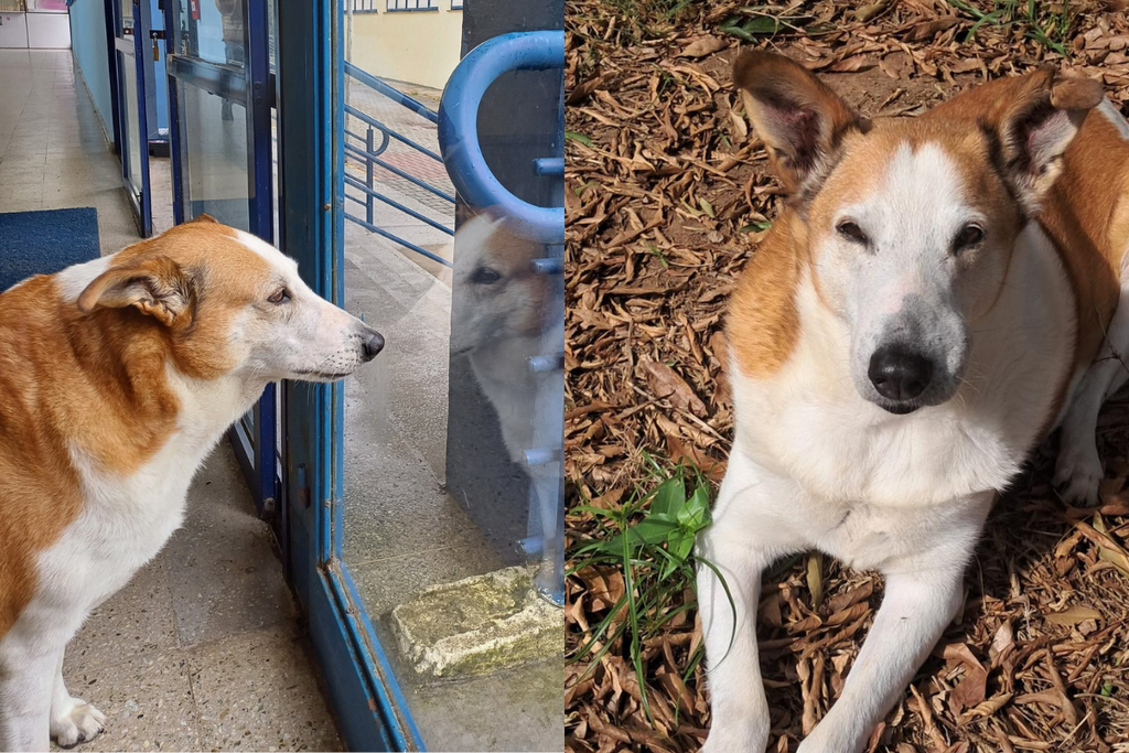 Um ano após viralizar nacionalmente, veja como está Silveira, o cão da UFSM