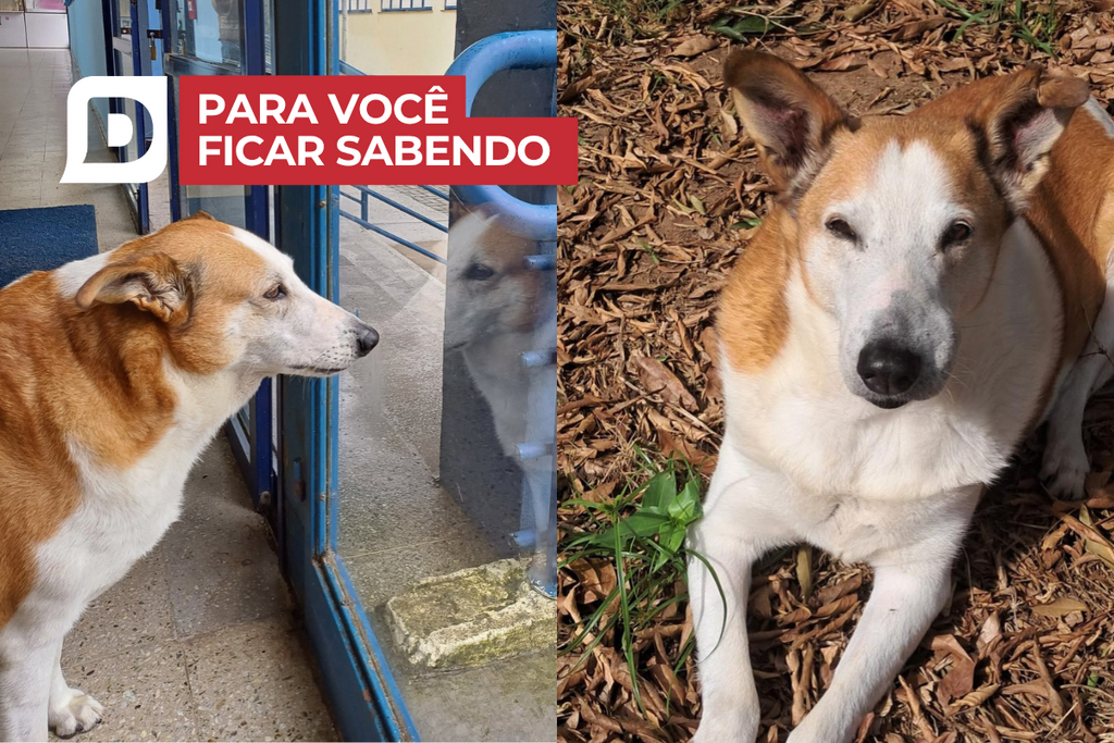 Um ano após viralizar nacionalmente, veja como está Silveira, o cão da UFSM e outras notícias