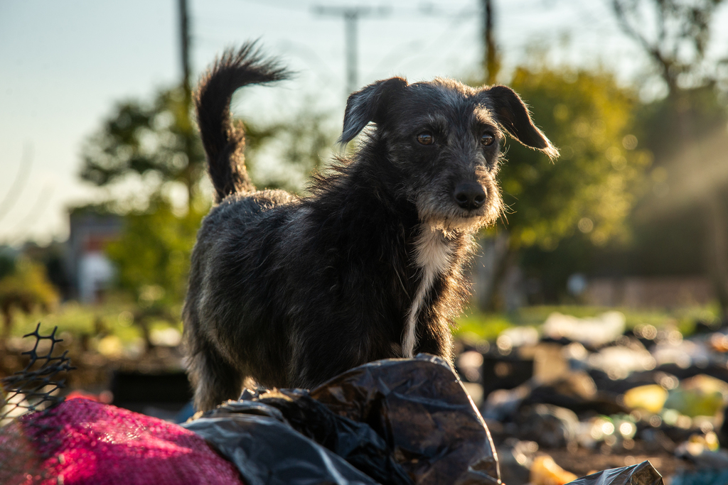 Após repetidos casos de abandono, Santa Maria cria Fundo de Bem-Estar Animal